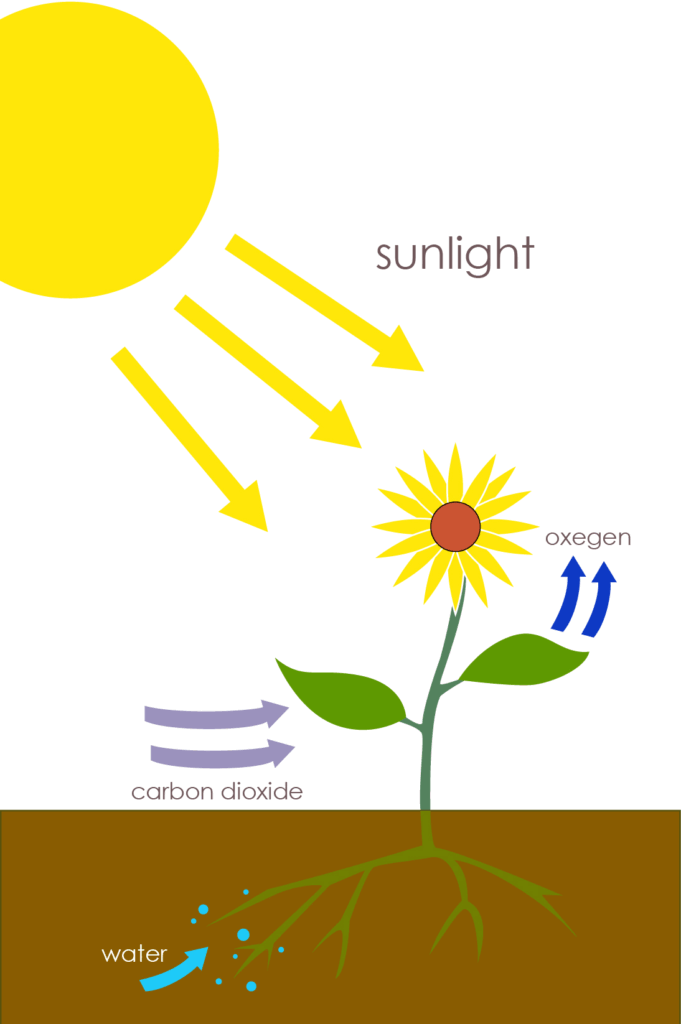সালোক-সংশ্লেষণ (Photosynthesis): Class 7 Science Chapter 1 Notes SEBA
