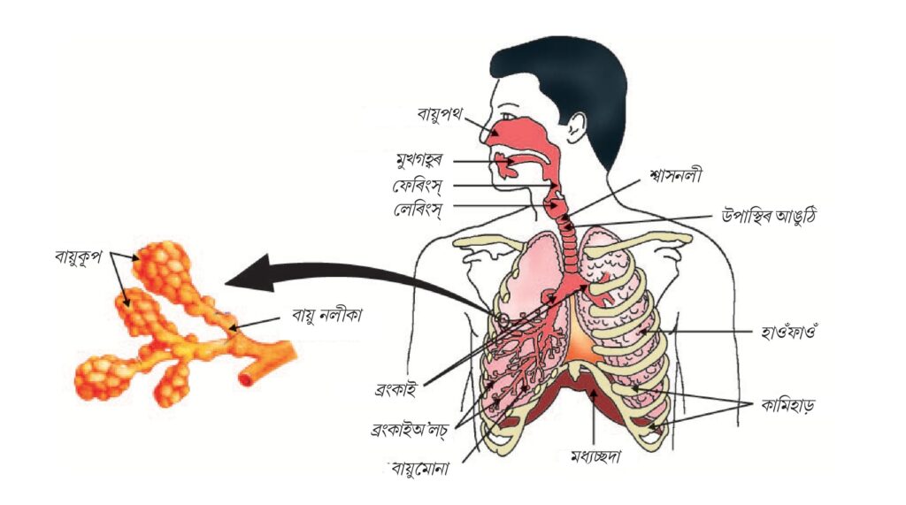 মানুহৰ শ্বসন প্রক্রিয়া