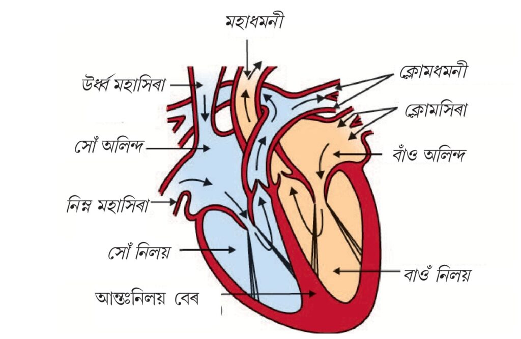 হৃদযন্ত্ৰ