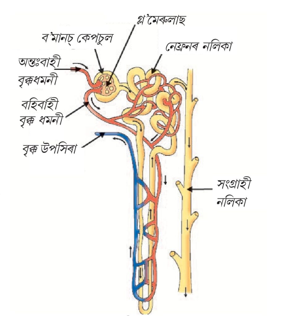 ​নেফ্ৰনৰ গঠন - Class 10 seba science notes chapter 6 