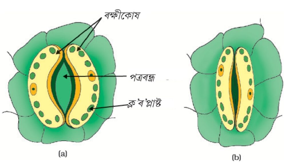পত্ৰৰন্ধ