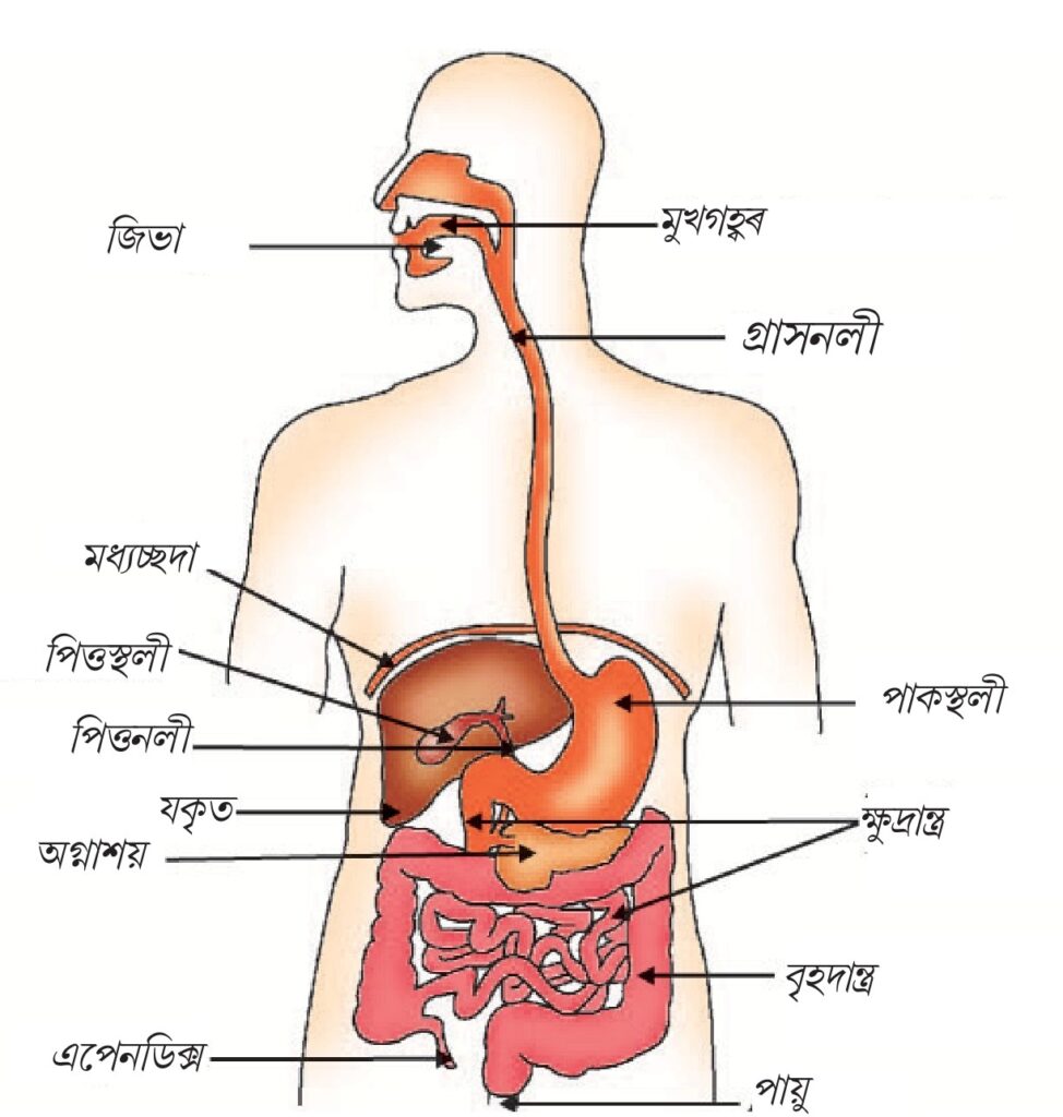 মানুহৰ পাচনতন্ত্র - class 10 science chapter 6 notes